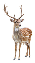 Fototapeta premium Majestic deer in nature wildlife isolated on transparent background