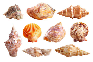 Obraz premium Collection of diverse seashells isolated on transparent background. Collection of seashells isolated on white background.