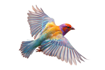 Fototapeta premium Colorful bird in flight isolated on transparent background. Colorful finch in flight, vibrant plumage, avian beauty isolated on white background.
