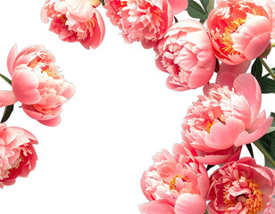 Pink peony blossoms frame a black background, perfect for a card or invitation