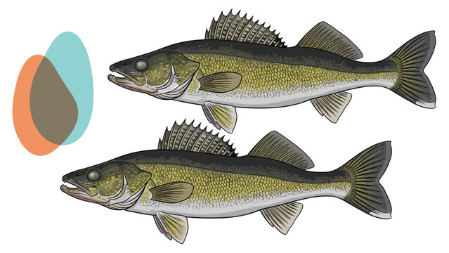 Detailed illustration of two walleye fish swimming against a white background with abstract orange and blue bubble shapes.