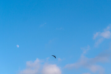 La Lune visible en plein jour dans un ciel bleu nuageux et oiseau