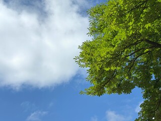 Fototapeta premium Green tree leaves against sky clouds.