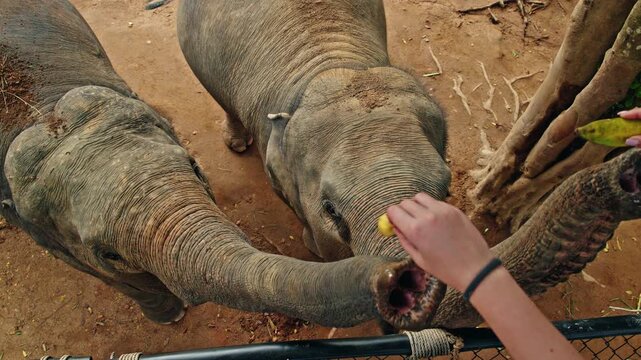 Top view of two Asian elephants stretching long trunks toward a visitor offering fruit, showing close human wildlife interaction, textured skin, and natural ground in a sanctuary setting