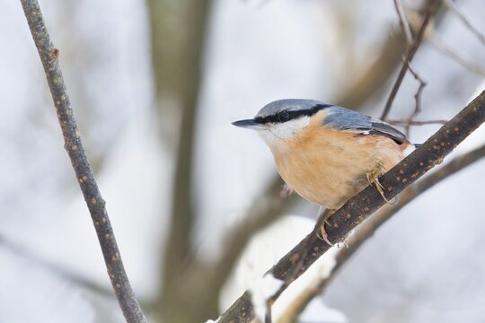 A nuthatch sits on a tree. Eurasian nuthatch in winter forest. Wildlife scene with a nuthatch. Sitta europaea