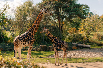 Fototapeta premium Africa savanna landscape at the Leipzig Zoo. Germany. Giraffes