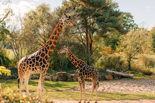 Africa savanna landscape at the Leipzig Zoo. Germany. Giraffes