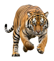 Obraz premium Running tiger in motion jungle habitat animal wildlife isolated on transparent background