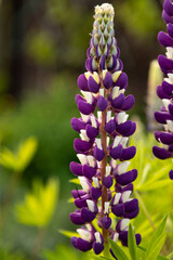 Purple lupine flowers blooming in green meadow close up. Wild lupine blossoms with violet petals in natural sunlight. Spring lupine flowers growing in lush green field
