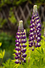 Purple lupine flowers on a sunny summer day. Flowering plants in the garden