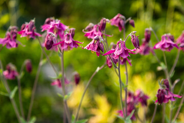 Pink garden flowers blooming in green summer garden. Purple Columbine Flowers in Soft Sunlight