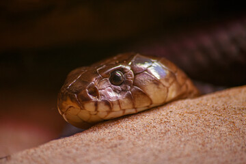 Fototapeta premium Primer plano de cabeza de serpiente de color marrón sobre arena