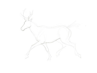 Fototapeta premium Outline of a deer with antlers sketched in light lines on a transparent background