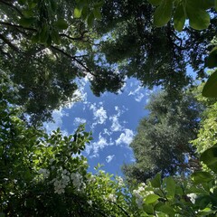Low-angle view of apple tree canopy with blossoms against blue sky, springtime orchard photography from ground perspective