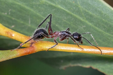 Naklejka premium Macro View of Giant Sugar Ant with Strong Mandibles on Plant