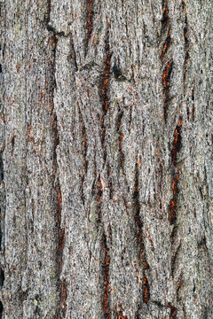 Rough Grey Tree Bark Texture of Australian Ironbark Eucalyptus