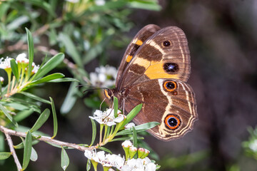 Butterfly feeding on tiny white blossoms