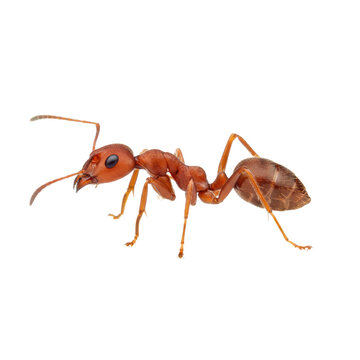 A single, perfectly rendered red ant in profile view, detailed chitinous exoskeleton and antennae visible, isolated on a bright white studio background concept of perfection in nature