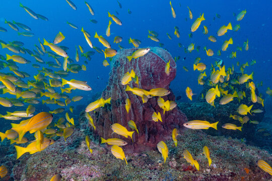 Underwater image of Barrel Sponge and Five-line Snappers from Neil Island, Andaman, India