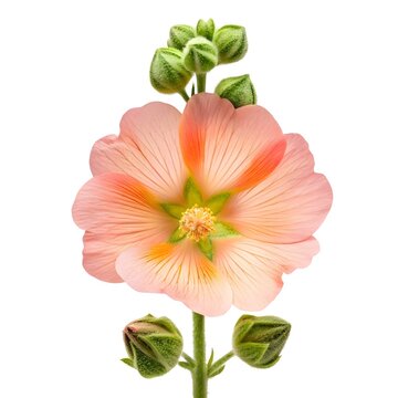 Radiant Globe Mallow Bloom (Sphaeralcea) Isolated On White Solid Background Displaying Vibrant Orange Petals Soft Velvet Texture And Natural Desert Beauty Perfect For Botanical Design And Floral Art