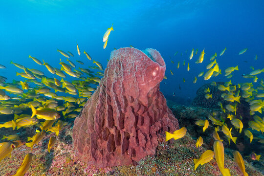 Underwater image of Barrel Sponge and Five-line Snappers from Neil Island, Andaman, India