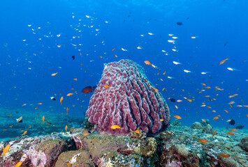 Underwater scene of Neil island, Andaman, India - Barrel Sponge and reef fish © Sandipan