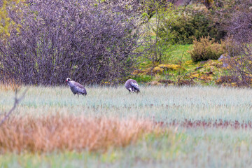 Obraz premium Cranes walking in a swamp in the wilderness