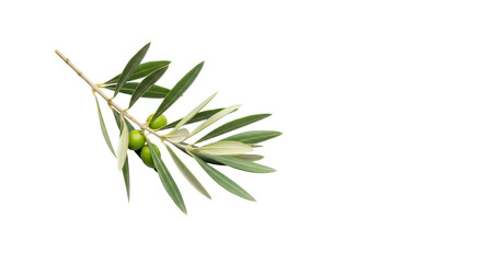 Fototapeta premium A photorealistic macro shot of a single elegant olive branch featuring silvery-green leaves and immature green olives, isolated on a transparent background, minimal composition emphasizing natural