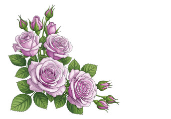 Naklejka premium Two elegant bouquets of soft lavender roses and rich green leaves, illustrated in a detailed botanical watercolor style with diffused light against a solid white background, quiet romance atmosphere