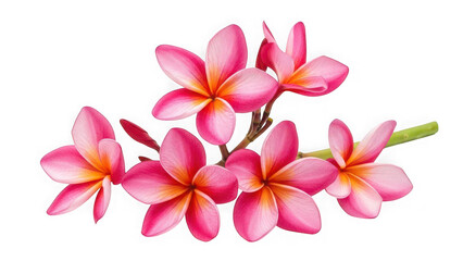 Obraz premium Vibrant frangipani flowers isolated on transparent background