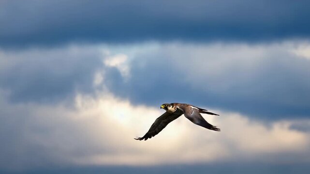 Peregrine Falcon Soaring Gracefully Against Blue Sky With Clouds Background