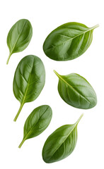 Obraz premium Fresh green basil leaves herb isolated on a transparent background