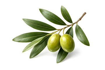 Fresh Olive Branch with Green Olives Isolated