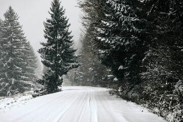 Obraz premium A beautiful shot of a road leading through snowy trees