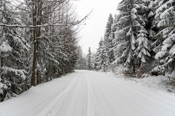 A beautiful shot of a road leading through snowy trees