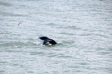 Naklejka premium Fluke of a humpback whale in the William Henry Bay of Alaska, Alaska 
