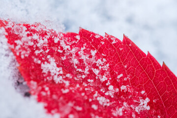 frost and ice on a red tree leaf