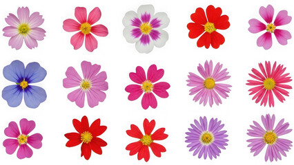 Colorful flowers isolated on transparent background