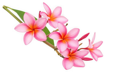 Obraz premium Pink plumeria flowers isolated on transparent background