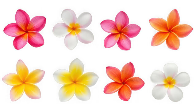 Colorful plumeria flowers isolated on transparent background