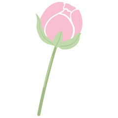 Peony Bud Flower Illustration