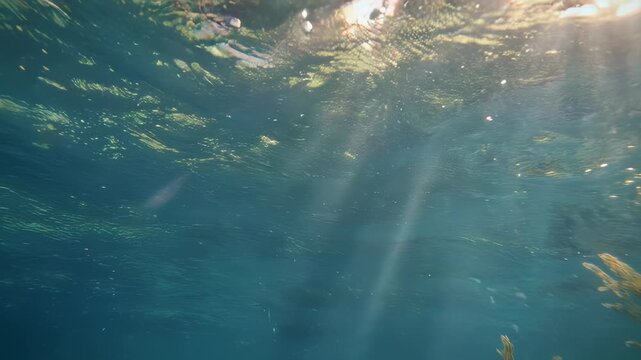 Underwater view, sunlight piercing through water, showing a plant on the right