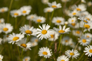 Chamomile tea. Romiashka in nature. Blooming chamomile field in summer
