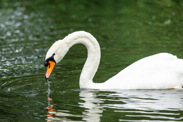 Obraz premium A white mute swan (Cygnus olor) feeding in a pond in South Africa