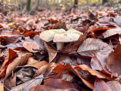 Side view of Russula mushroom in leaf litter
