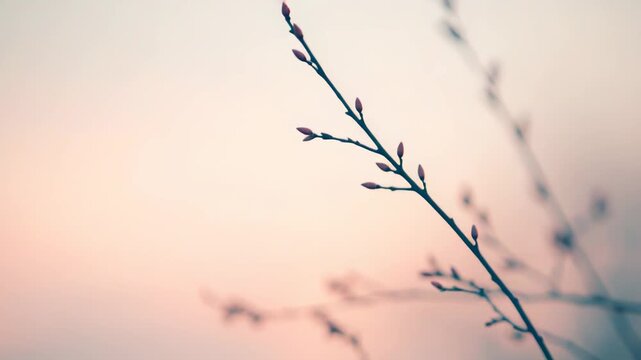 Delicate tree branches showing fresh pink buds opening against a soft, gradient background transitioning from warm peach to cool teal, creating a serene and ethereal scene