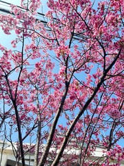 桜　Japanese Cherry Blossom