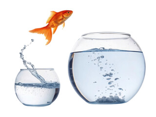 A goldfish leaps from one bowl to another, showcasing the joy of freedom and movement in aquatic life.