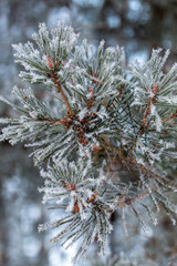 A cluster of evergreen pine needles  in close-up, each slender blade edged with fine hoarfrost that forms delicate, feathery crystals. 