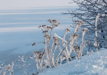 A quiet white winter scene with frost-coated wildflowers rise from a snowy slope and frozen river in background